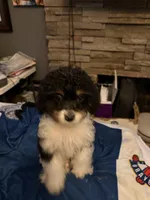 MooMoo , a male Cavapoo for sale in Villa Rica, GA – 2 of 3
