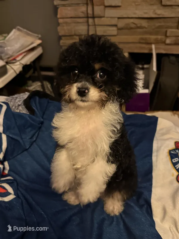 MooMoo  – Cavapoo puppy for sale in Villa Rica, GA