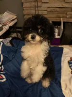MooMoo , a male Cavapoo for sale in Villa Rica, GA – 1 of 3