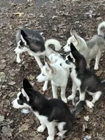 Jasmine, a female Siberian Husky for sale in Villa Rica, GA – 2 of 6