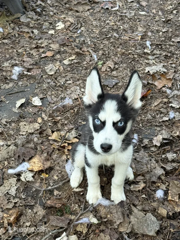 Naveen – Siberian Husky puppy for sale in Villa Rica, GA