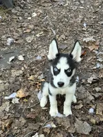 Naveen, a male Siberian Husky for sale in Villa Rica, GA – 1 of 7