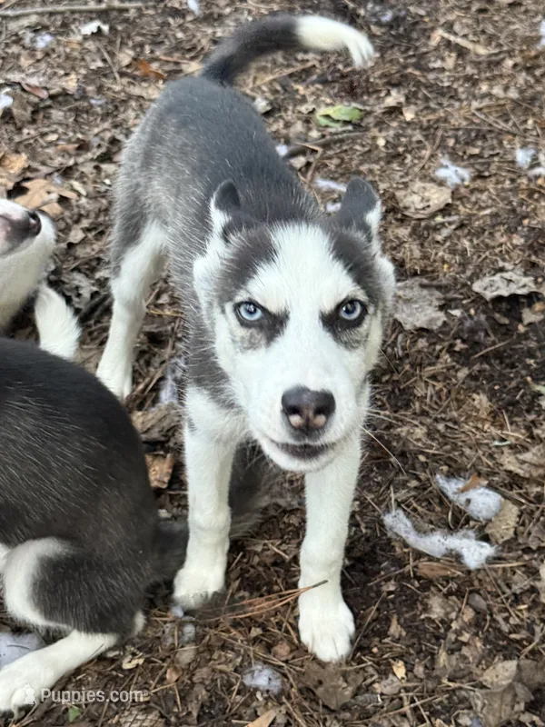 Tiana – Siberian Husky puppy for sale in Villa Rica, GA