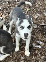 Tiana, a female Siberian Husky for sale in Villa Rica, GA – 1 of 7