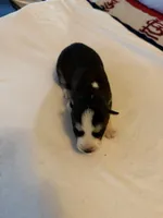 Ariel, a female Siberian Husky for sale in Villa Rica, GA – 3 of 4