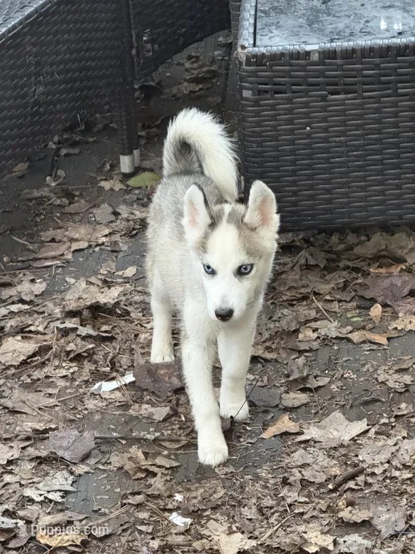 Belle – Siberian Husky puppy for sale in Villa Rica, GA