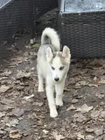 Belle, a female Siberian Husky for sale in Villa Rica, GA – 1 of 6