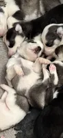Belle, a female Siberian Husky for sale in Villa Rica, GA – 2 of 4