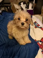 M&M, a male Cavapoo for sale in Villa Rica, GA – 3 of 3