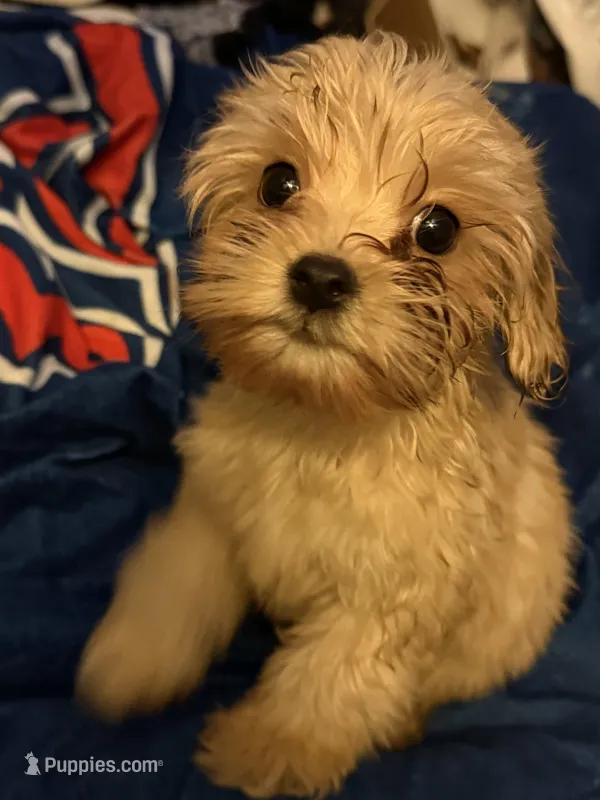 M&M – Cavapoo puppy for sale in Villa Rica, GA
