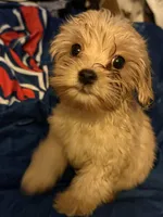 M&M, a male Cavapoo for sale in Villa Rica, GA – 1 of 3