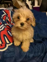 M&M, a male Cavapoo for sale in Villa Rica, GA – 2 of 3