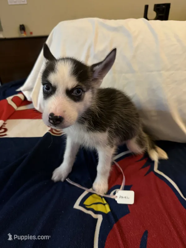 Ariel – Siberian Husky puppy for sale in Villa Rica, GA