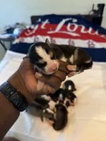 Ariel, a female Siberian Husky for sale in Villa Rica, GA – 4 of 4