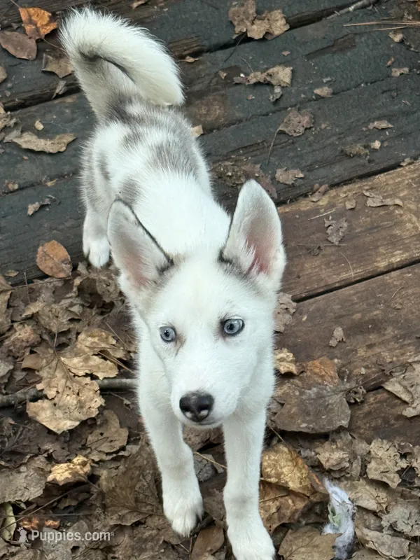 Elsa – Siberian Husky puppy for sale in Villa Rica, GA
