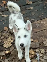 Elsa, a female Siberian Husky for sale in Villa Rica, GA – 1 of 7