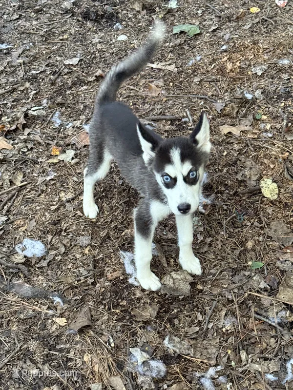 Jasmine – Siberian Husky puppy for sale in Villa Rica, GA