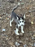 Jasmine, a female Siberian Husky for sale in Villa Rica, GA – 1 of 6