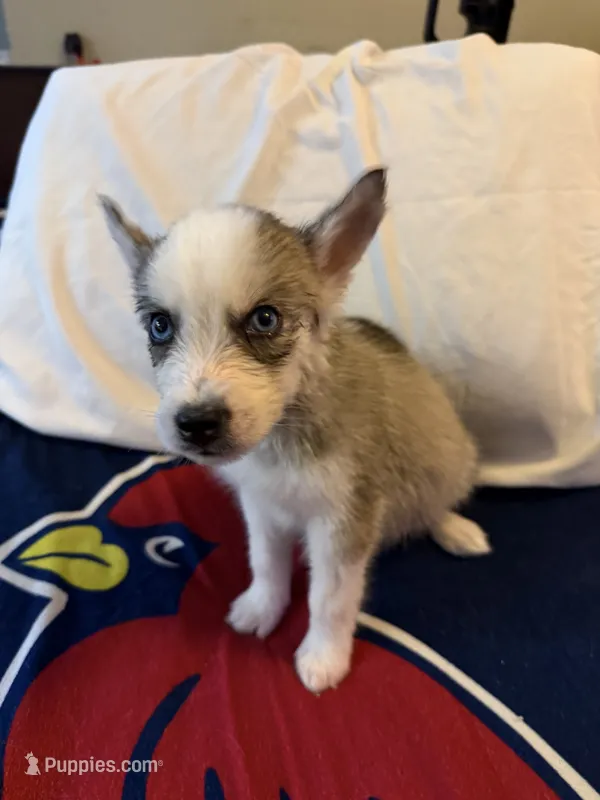 Belle – Siberian Husky puppy for sale in Villa Rica, GA