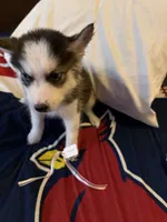 Tiana, a female Siberian Husky for sale in Villa Rica, GA – 2 of 5