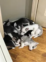 Ariel, a female Siberian Husky for sale in Villa Rica, GA – 2 of 4