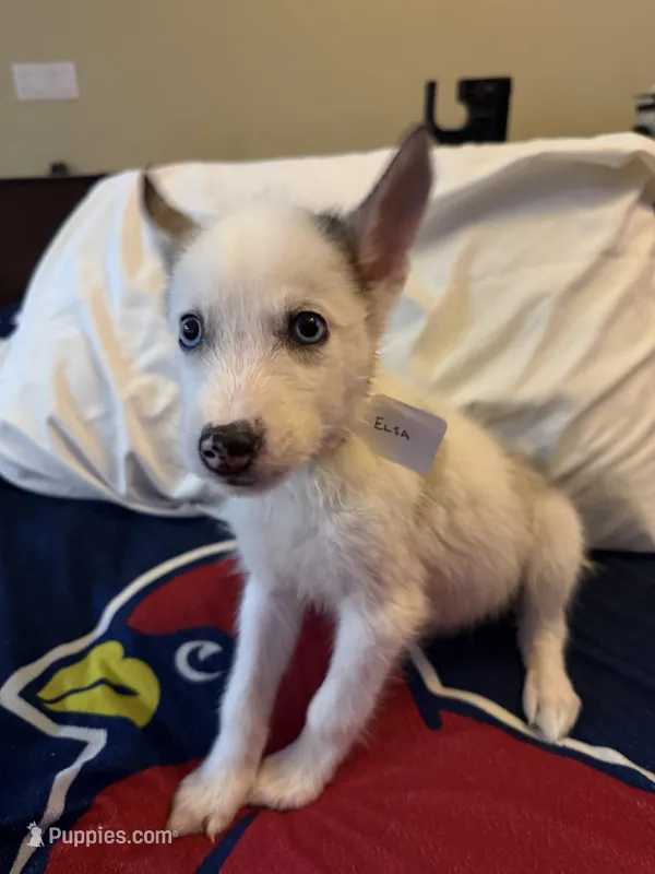 Elsa – Siberian Husky puppy for sale in Villa Rica, GA