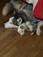 Elsa, a female Siberian Husky for sale in Villa Rica, GA – 2 of 5