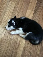 Naveen, a male Siberian Husky for sale in Villa Rica, GA – 4 of 5