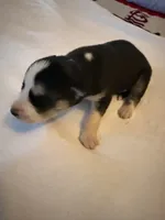 Tiana, a female Siberian Husky for sale in Villa Rica, GA – 3 of 5