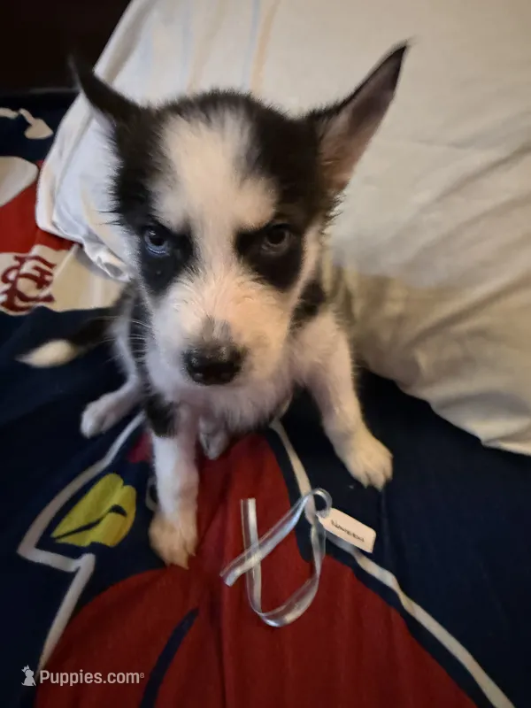 Naveen – Siberian Husky puppy for sale in Villa Rica, GA