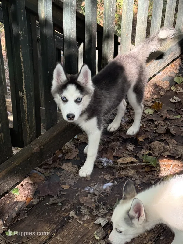 Ariel – Siberian Husky puppy for sale in Villa Rica, GA