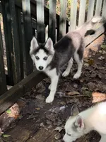 Ariel, a female Siberian Husky for sale in Villa Rica, GA – 1 of 5