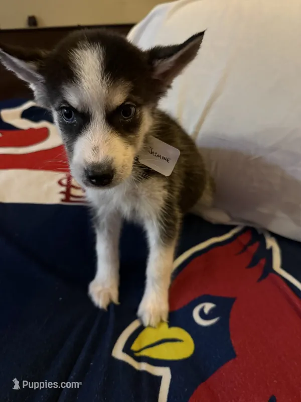 Jasmine – Siberian Husky puppy for sale in Villa Rica, GA