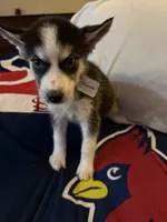 Jasmine, a female Siberian Husky for sale in Villa Rica, GA – 1 of 4