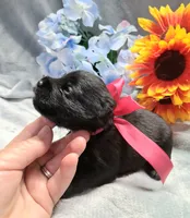 Mr. Shadow pending, a male Miniature Schnauzer for sale in Hugo, OK – 2 of 5