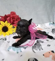 Lil Ella Ready for New Home 💞, a female Miniature Schnauzer for sale in Hugo, OK – 4 of 7