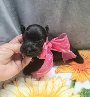Lil Daisy pending, a female Miniature Schnauzer for sale in Hugo, OK – 7 of 7