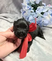 Mr. Shadow pending, a male Miniature Schnauzer for sale in Hugo, OK – 3 of 5