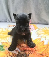 Lil Ella Ready for New Home 💞, a female Miniature Schnauzer for sale in Hugo, OK – 3 of 7