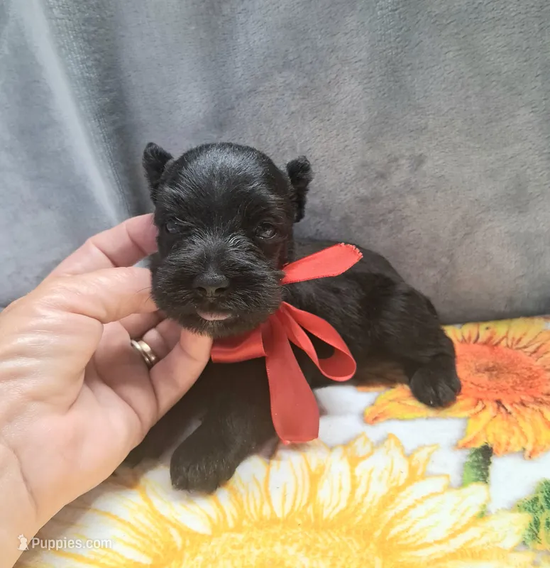 Mr. Shadow pending – Miniature Schnauzer puppy for sale in Hugo, OK