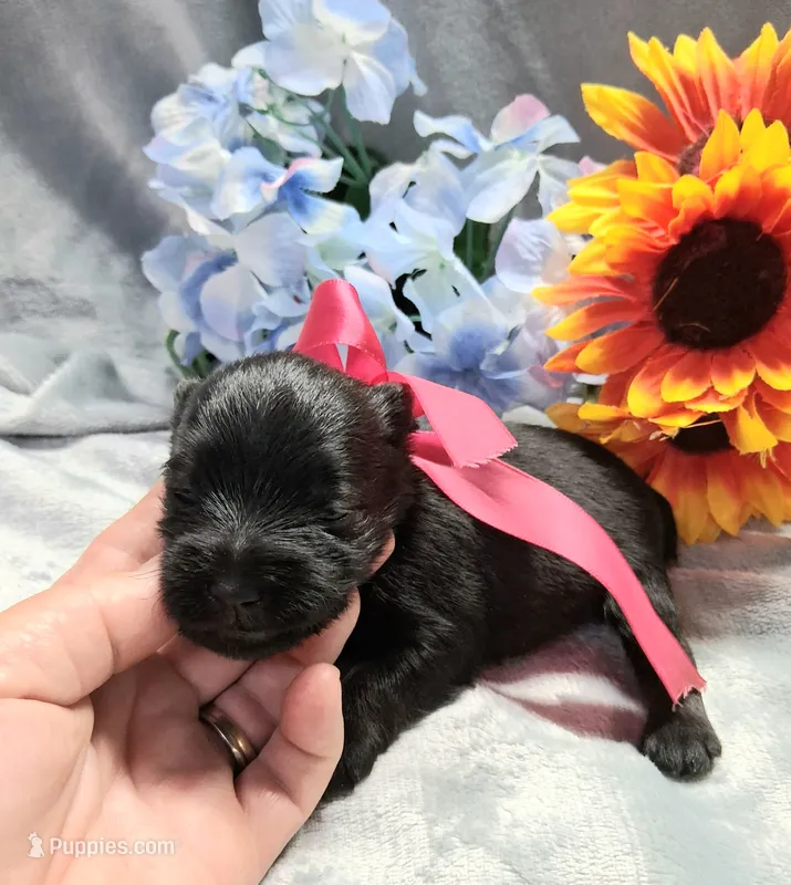 Lil Daisy  – Miniature Schnauzer puppy for sale in Hugo, OK