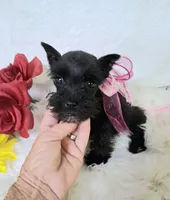 Lil Ella I NEED A NEW FAMILY 💞, a female Miniature Schnauzer for sale in Hugo, OK – 4 of 7