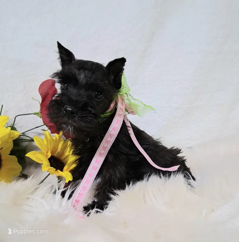 Lil Daisy Ready for New Home💓 – Miniature Schnauzer puppy for sale in Hugo, OK