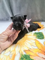 Lil Miss Lucy, a female Miniature Schnauzer for sale in Hugo, OK – 7 of 7