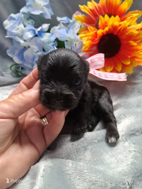 Lil Ella  – Miniature Schnauzer puppy for sale in Hugo, OK