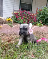 Lil Miss Pepper READY to Go!, a female Miniature Schnauzer for sale in Hugo, OK – 5 of 7