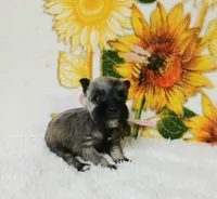 Miss PepperHappy Mother's Day 💓, a female Miniature Schnauzer for sale in Hugo, OK – Photo 2 of 7