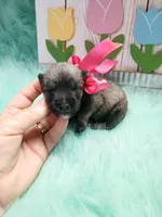 Lil  Miss Pepper, a female Miniature Schnauzer for sale in Hugo, OK – Photo 2 of 3