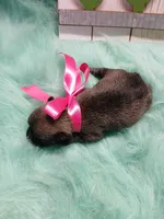 Lil  Miss Pepper, a female Miniature Schnauzer for sale in Hugo, OK – Photo 3 of 3