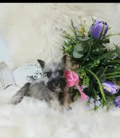 Lil Miss Pepper READY to Go!, a female Miniature Schnauzer for sale in Hugo, OK – 4 of 7